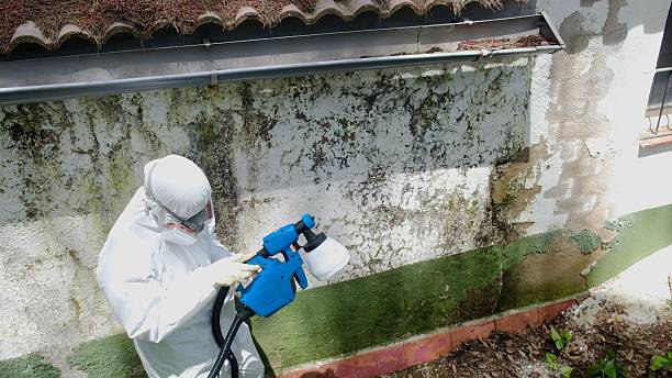 Top rated local Mold Remediation specialists in Clifton, NJ